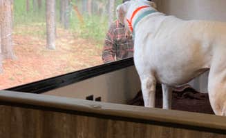 Katrina S.'s photo of camping with pets at Rainbow Point Campground near Yellowstone National Park