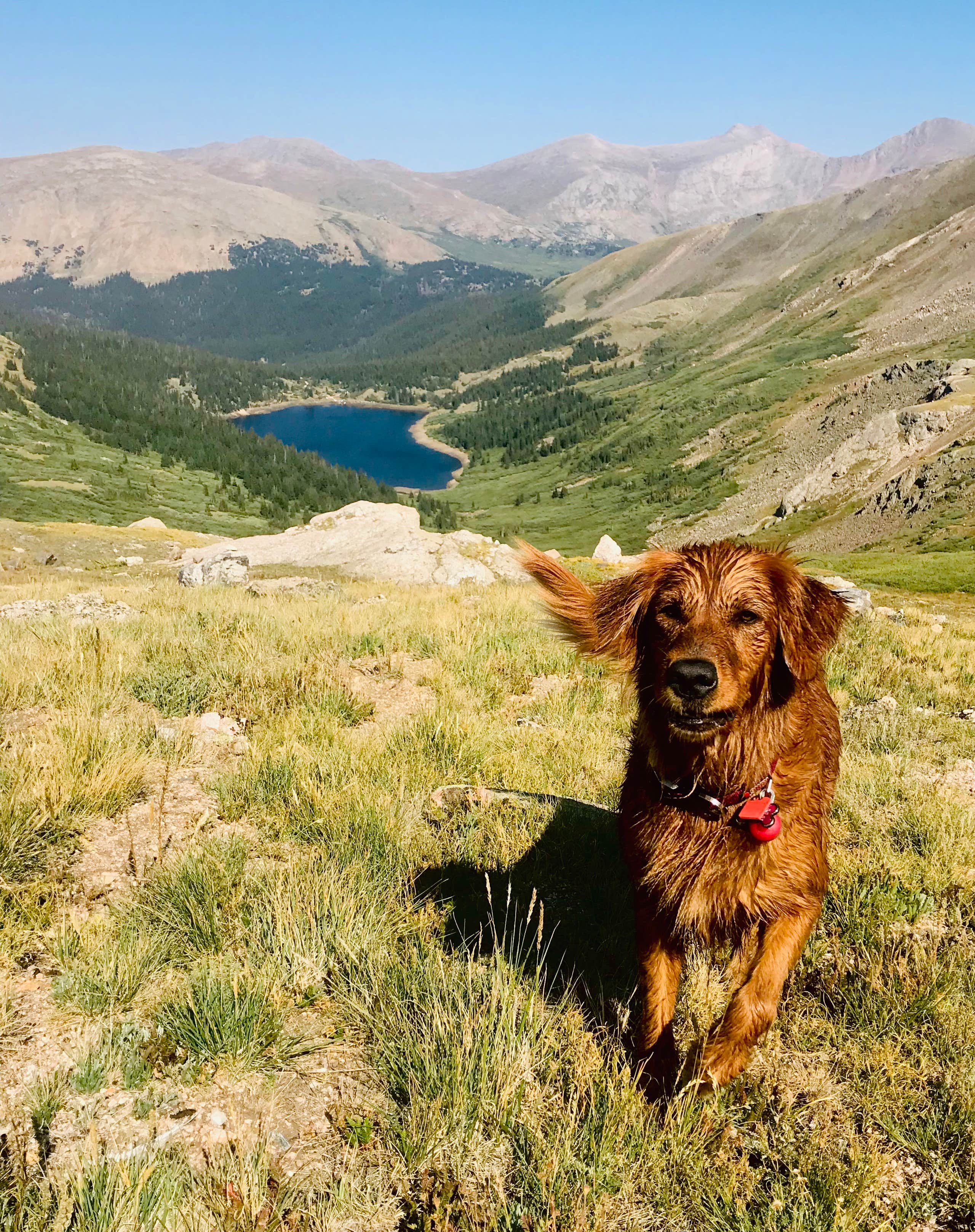 Karl G.'s photo of camping with pets at Clear Lake near Silver Plume, CO