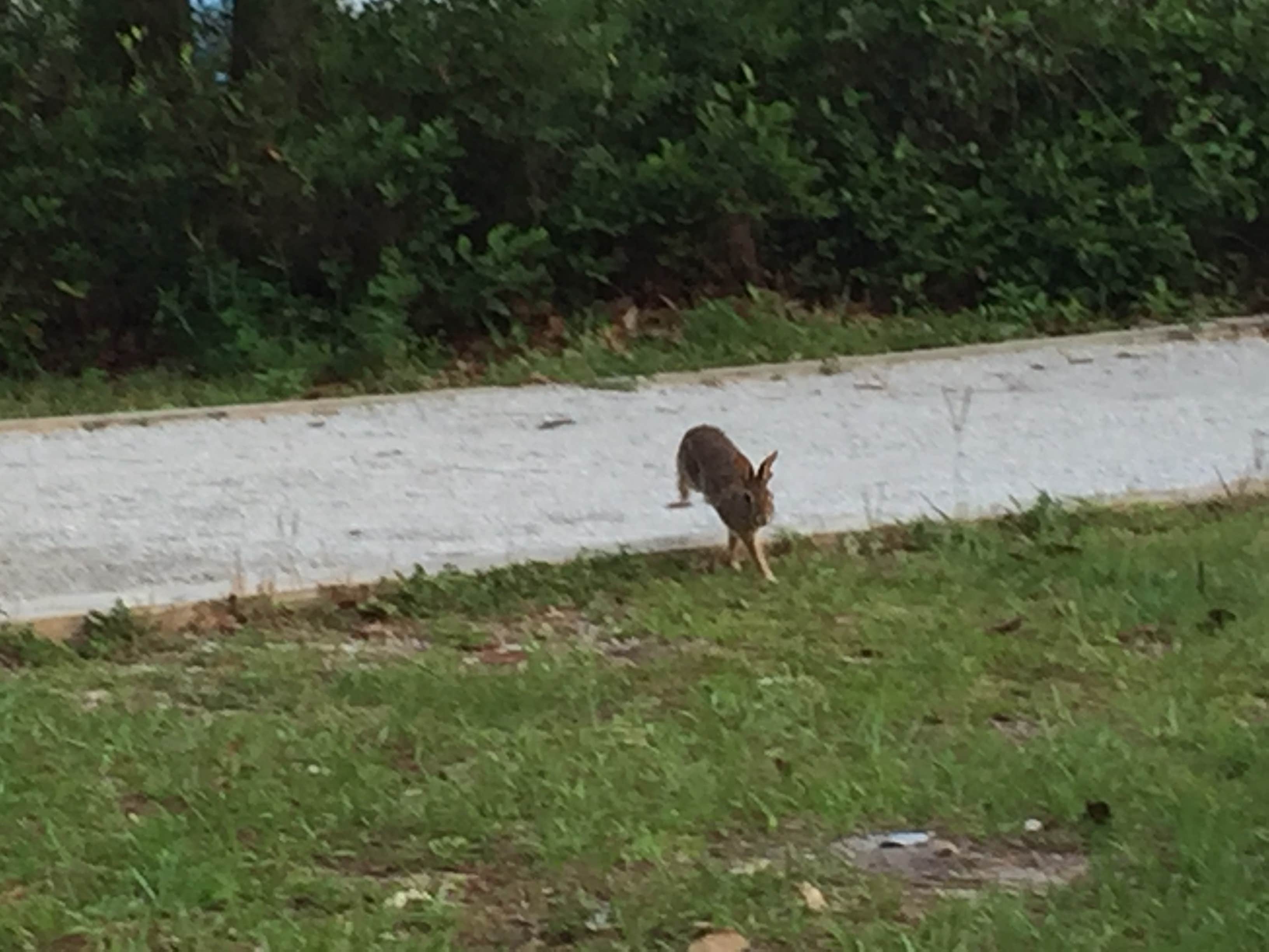 Kaitlyn  C.'s photo of camping with pets at Topsail Hill Preserve State Park Campground near DeFuniak Springs, FL