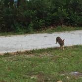 Review photo of Topsail Hill Preserve State Park Campground by Kaitlyn  C., June 1, 2019