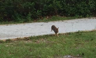 Kaitlyn C.'s photo of camping with pets at Topsail Hill Preserve State Park Campground near Panama City Beach, FL