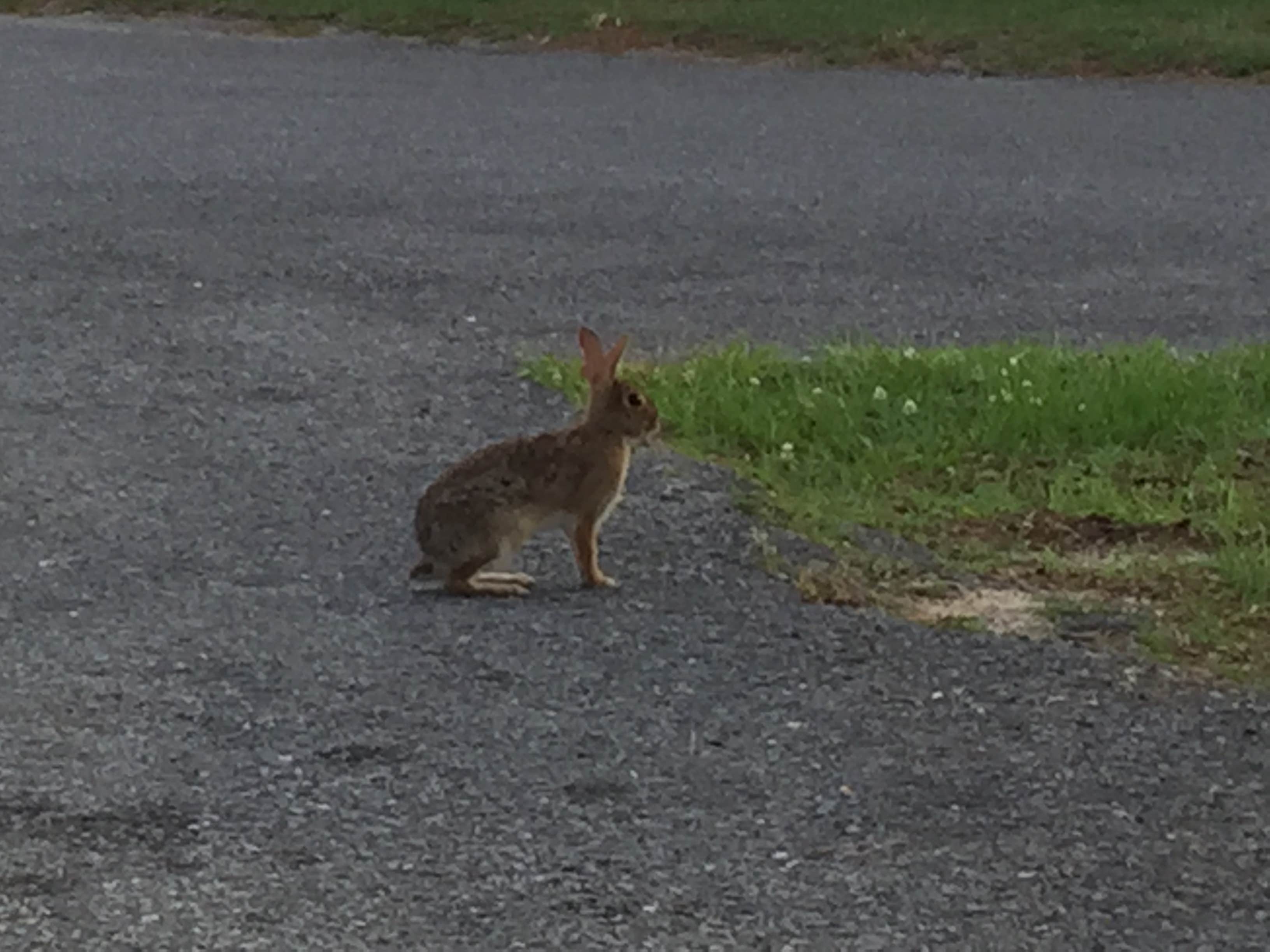 Kaitlyn  C.'s photo of camping with pets at Topsail Hill Preserve State Park Campground near DeFuniak Springs, FL
