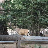 Review photo of North Pines Campground — Yosemite National Park by Michael K., July 30, 2015