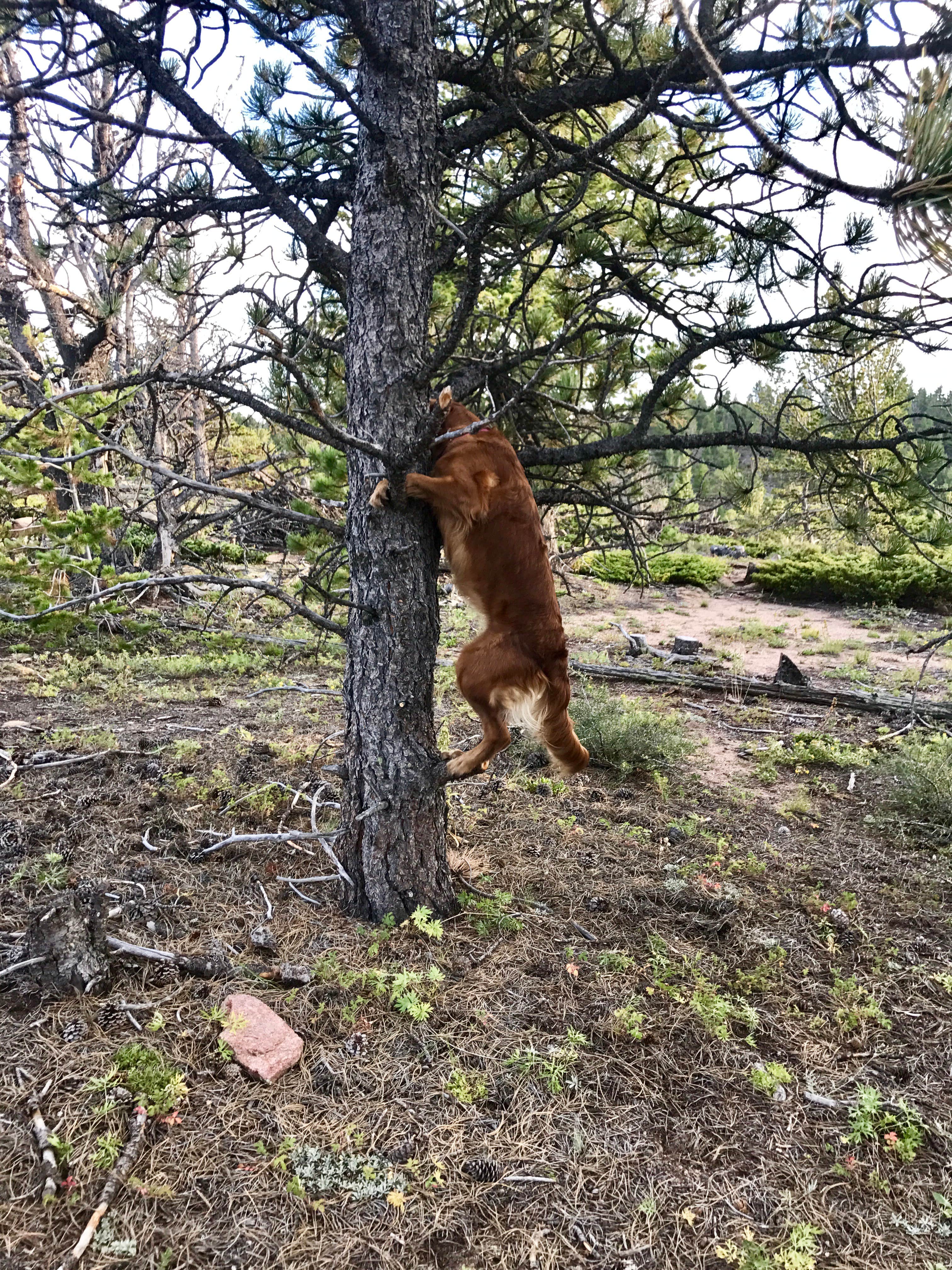 Karl G.'s photo of camping with pets at Buckhorn Canyon Campground near Ault, CO