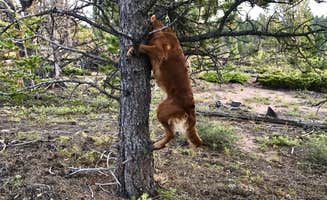 Karl G.'s photo of camping with pets at Buckhorn Canyon Campground near Livermore, CO