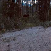 Review photo of Gold Park Campground by Karl G., June 1, 2019