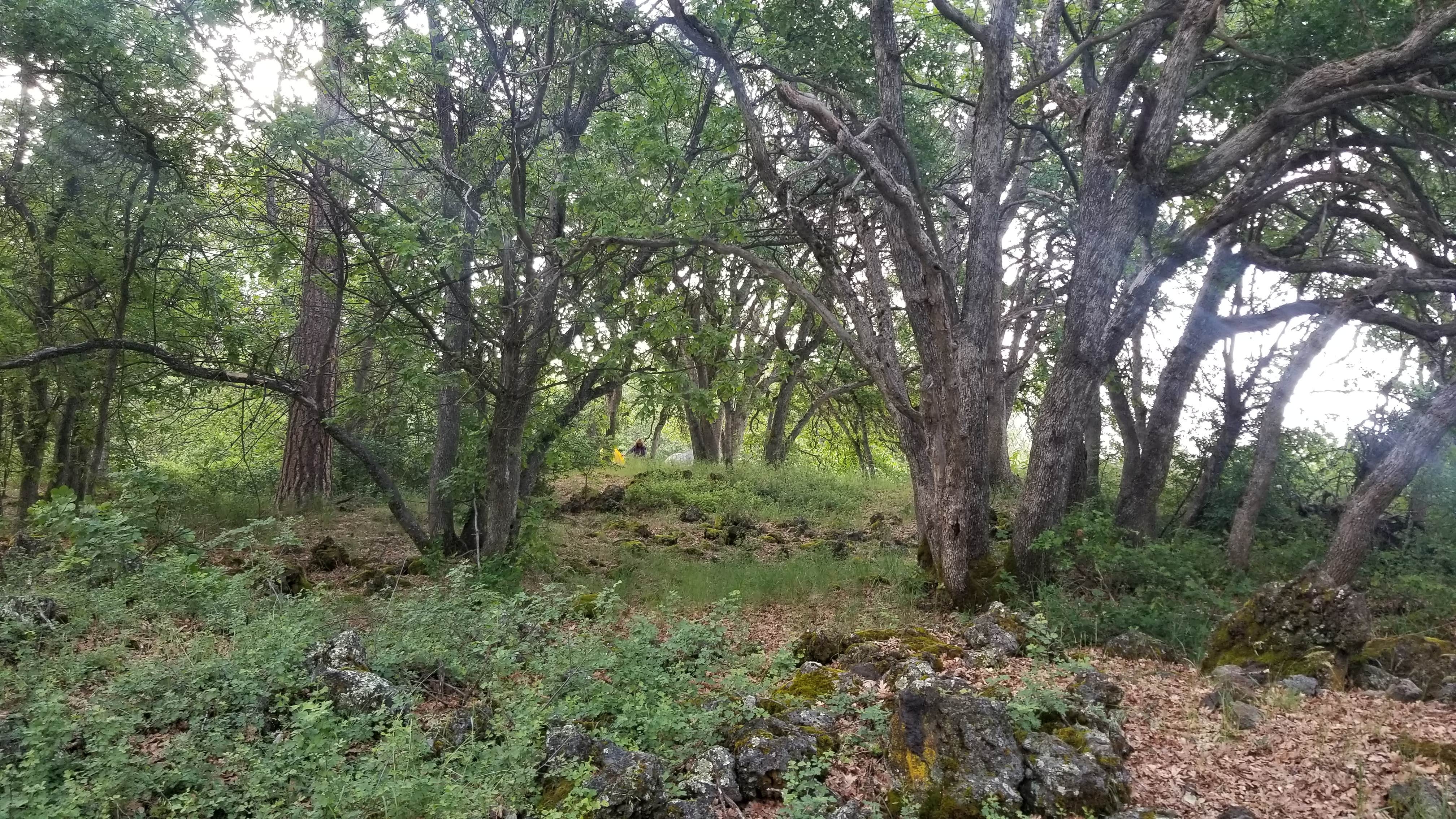 Camping near Inter-Mountain Fair of Shasta County: Ahjumawi Lava Springs State Park Campground, Cassel, California