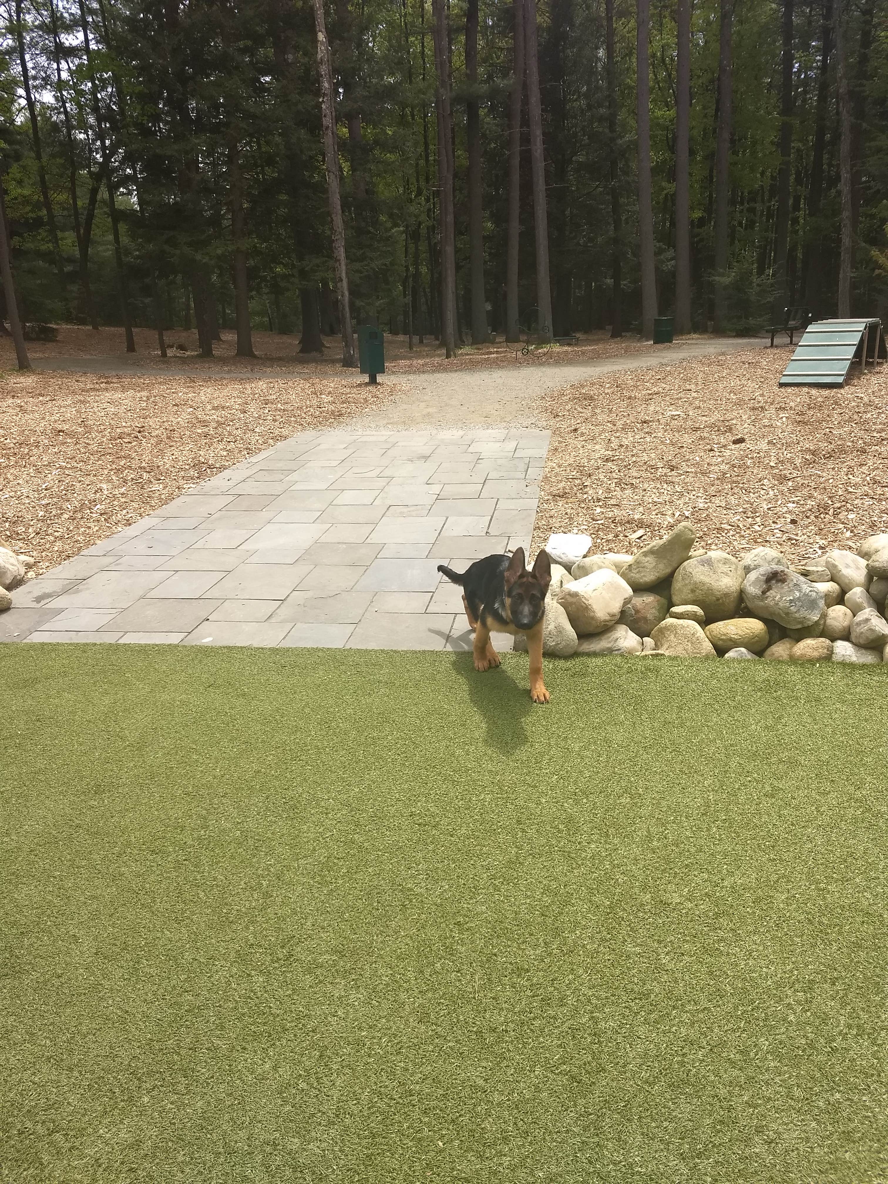 Debbie W.'s photo of camping with pets at Lake George RV Park near Wells, VT