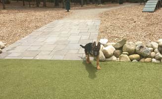 Debbie W.'s photo of camping with pets at Lake George RV Park in New York