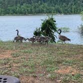 Review photo of Lake Ouachita State Park Campground by Amanda H., June 1, 2019