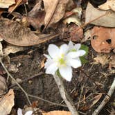 Review photo of McDowell Nature Preserve by Melissa  W., June 1, 2019