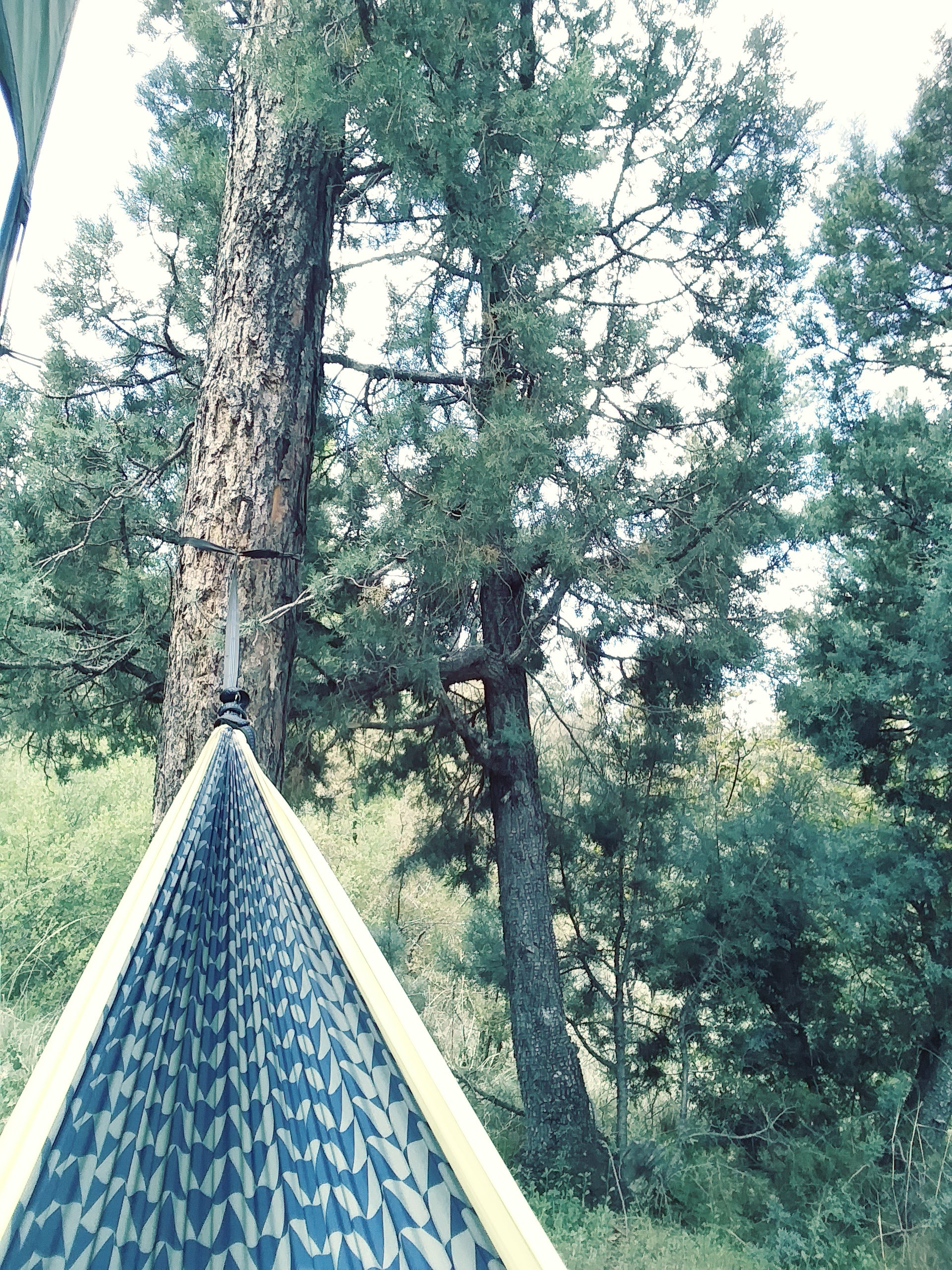 View from my hammock