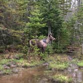 Review photo of Mollidgewock State Park Campground by Rachel P., June 1, 2019