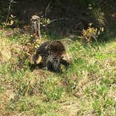 Review photo of Mollidgewock State Park Campground by Rachel P., June 1, 2019