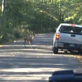 Review photo of Beavers Bend State Park Campground by Richard , June 2, 2019