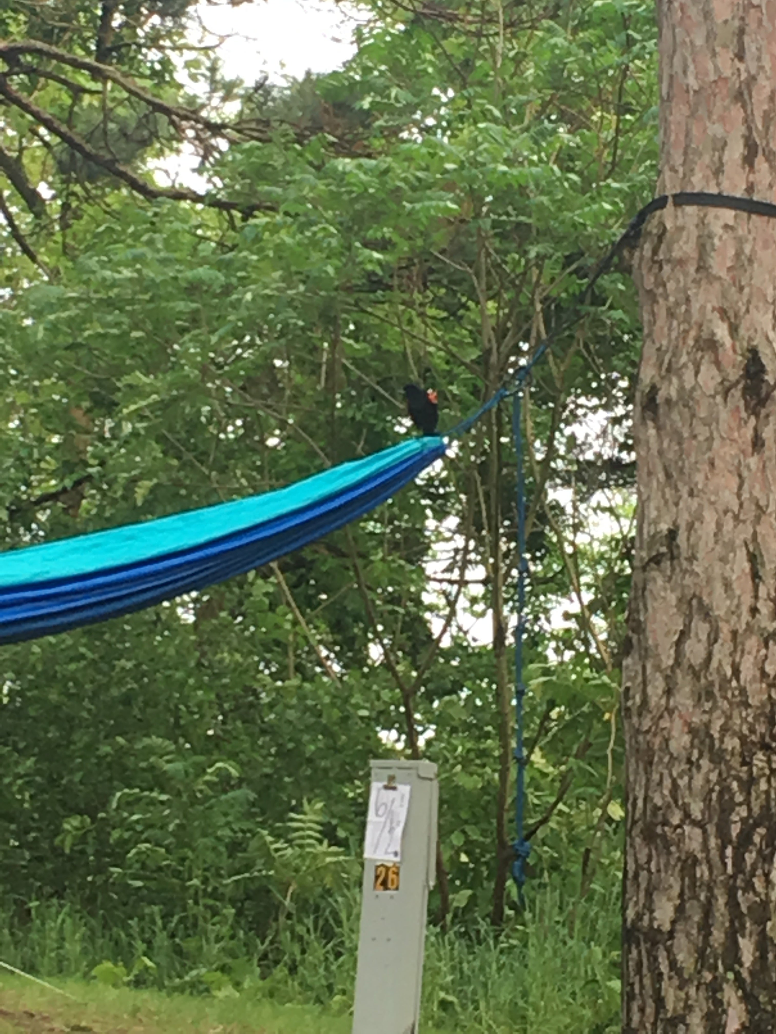 Perfect hammock trees, the little bird agreed!