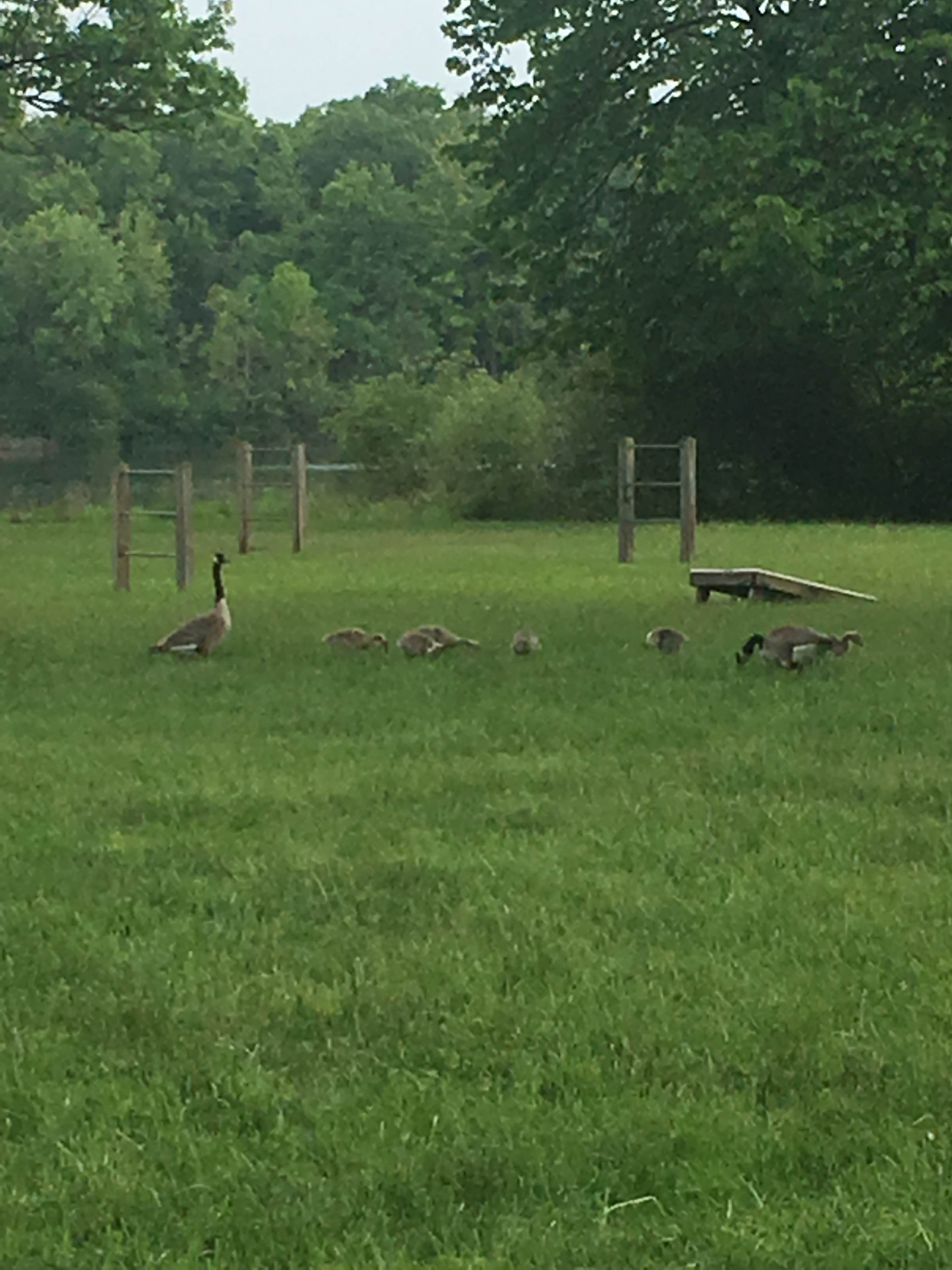 Geese family