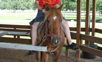 Christy C.'s photo of camping with a horse at Westgate River Ranch Resort & Rodeo near Cocoa, FL