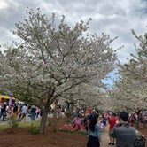 Review photo of Arrowhead Park by Linda B., June 2, 2019