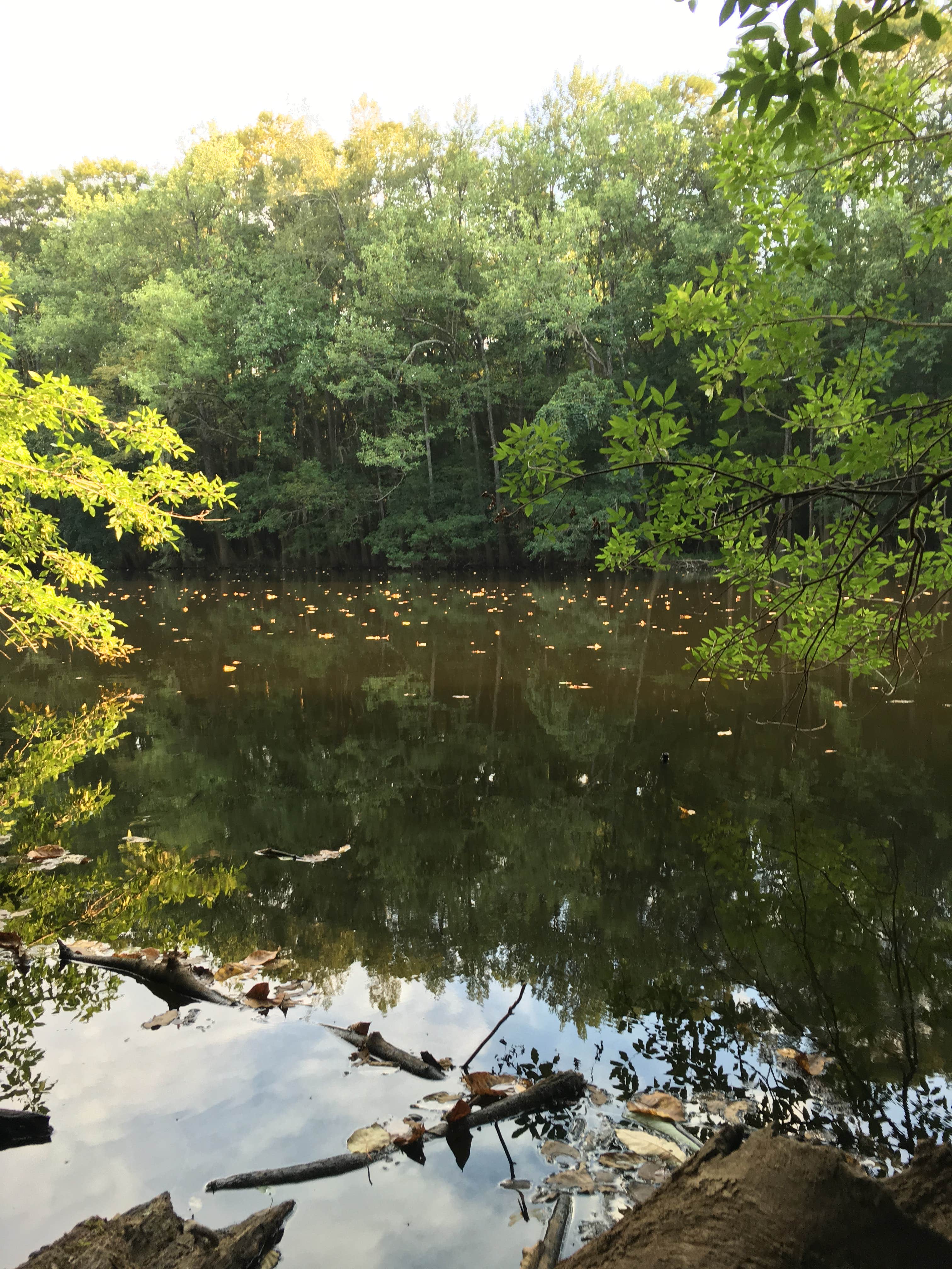Camper submitted image from Longleaf Campground — Congaree National Park - 5