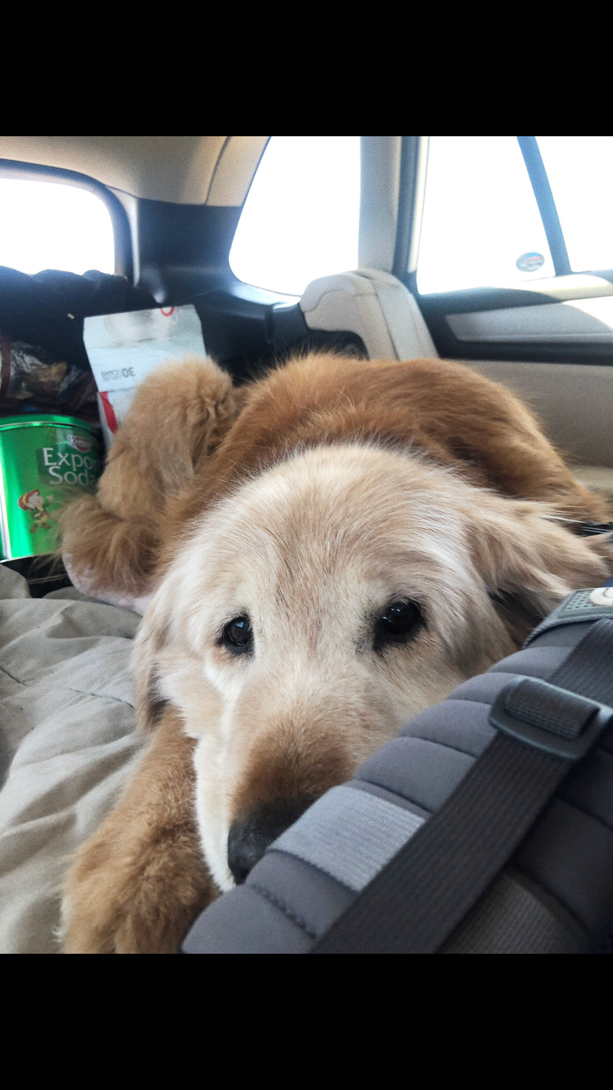 Shariah T.'s photo of camping with pets at Dosewallips State Park Campground near Silverdale, WA