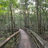 Review photo of Longleaf Campground — Congaree National Park by Phil L., August 31, 2016