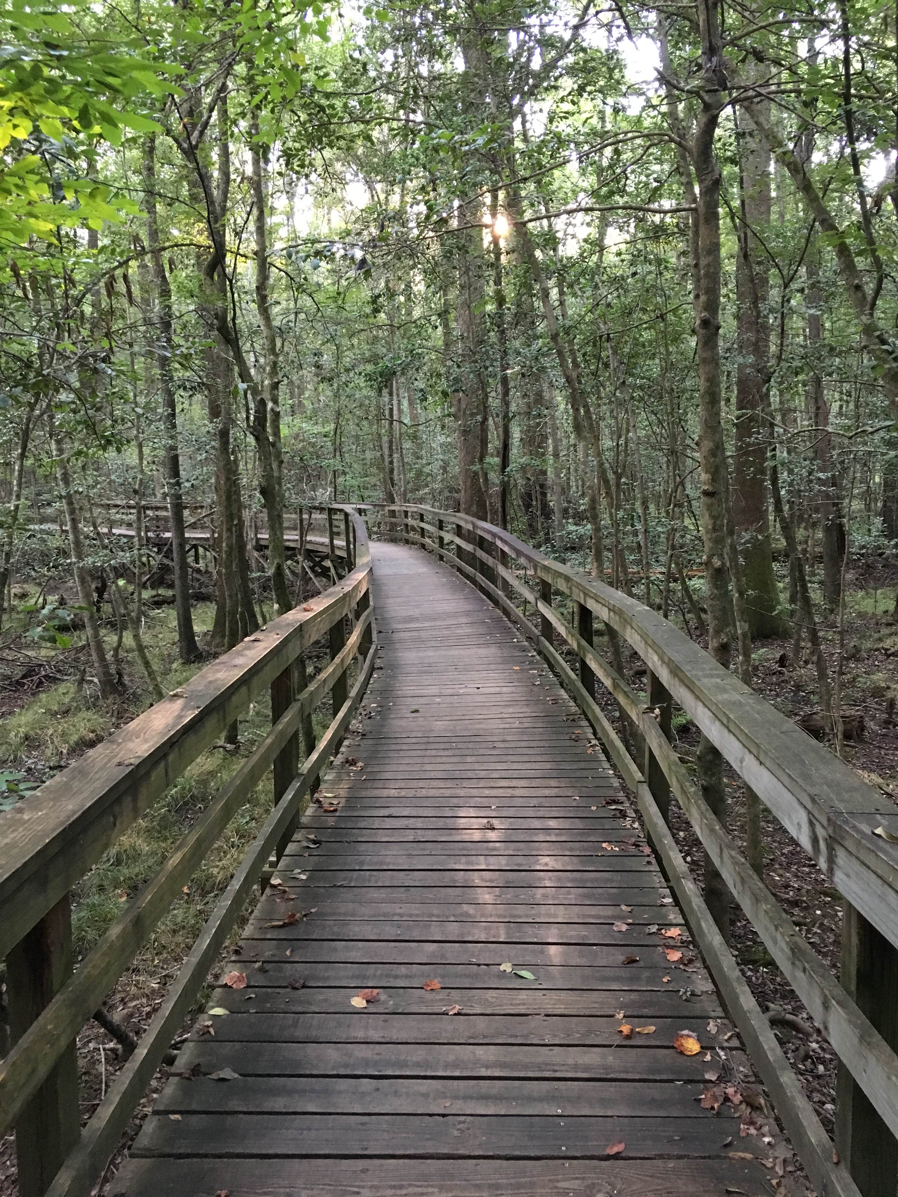 Camper submitted image from Longleaf Campground — Congaree National Park - 2