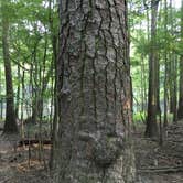 Review photo of Longleaf Campground — Congaree National Park by Phil L., August 31, 2016