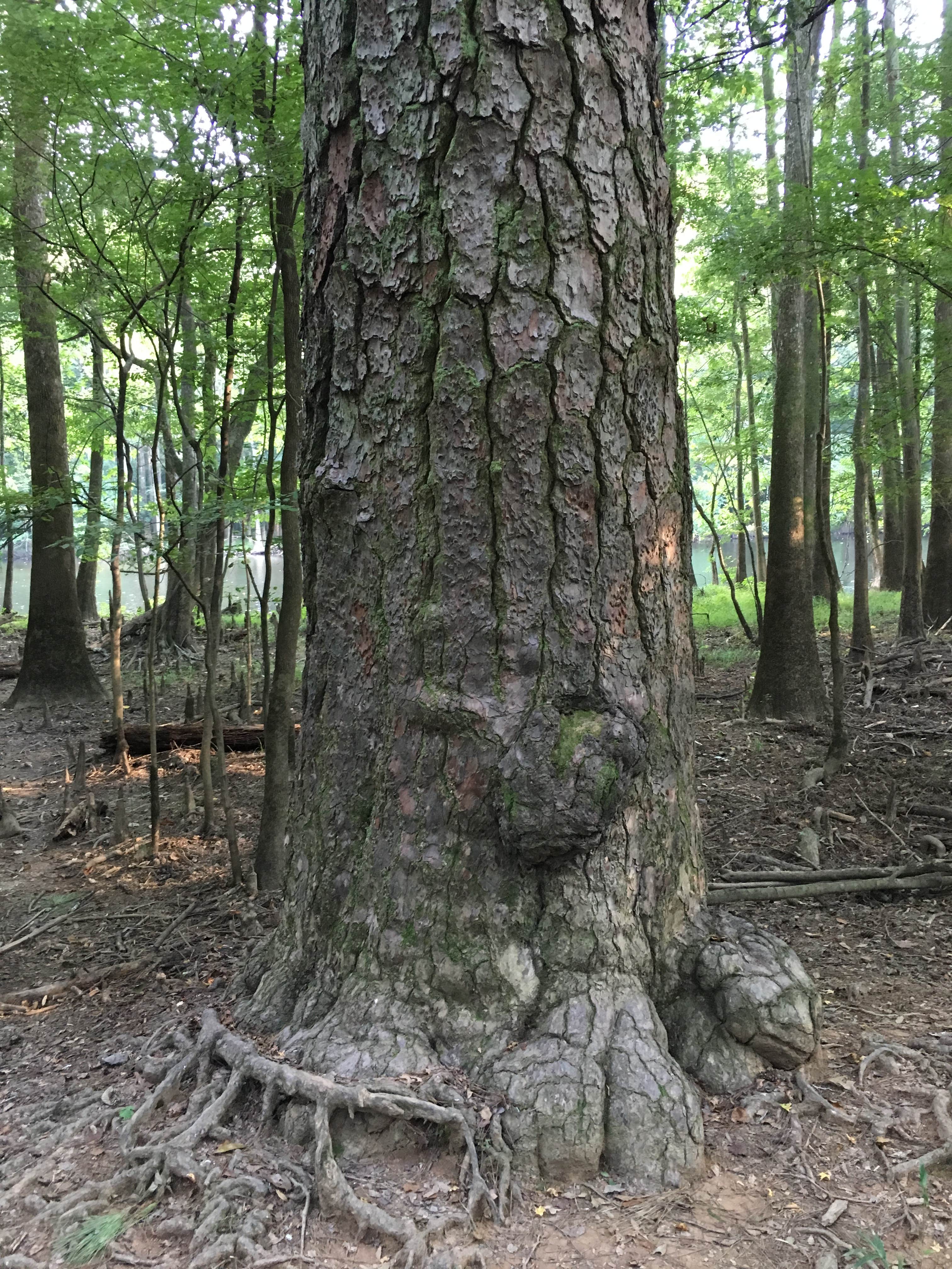 Camper submitted image from Longleaf Campground — Congaree National Park - 2