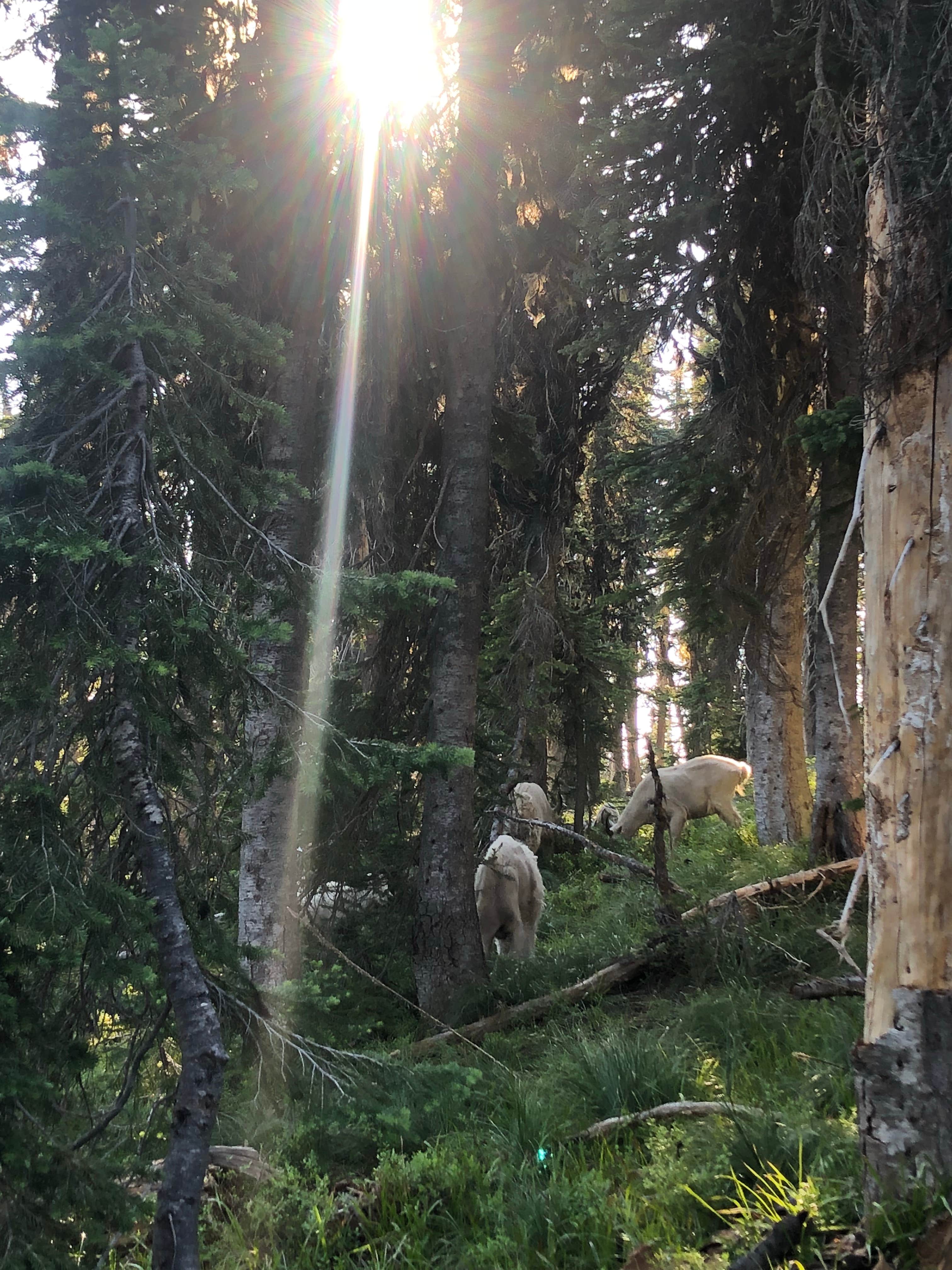 Camper-submitted photo at Scotchmans Peak near Clark Fork, ID