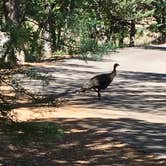 Review photo of Bonita Canyon Campground — Chiricahua National Monument by Deanna P., June 2, 2019