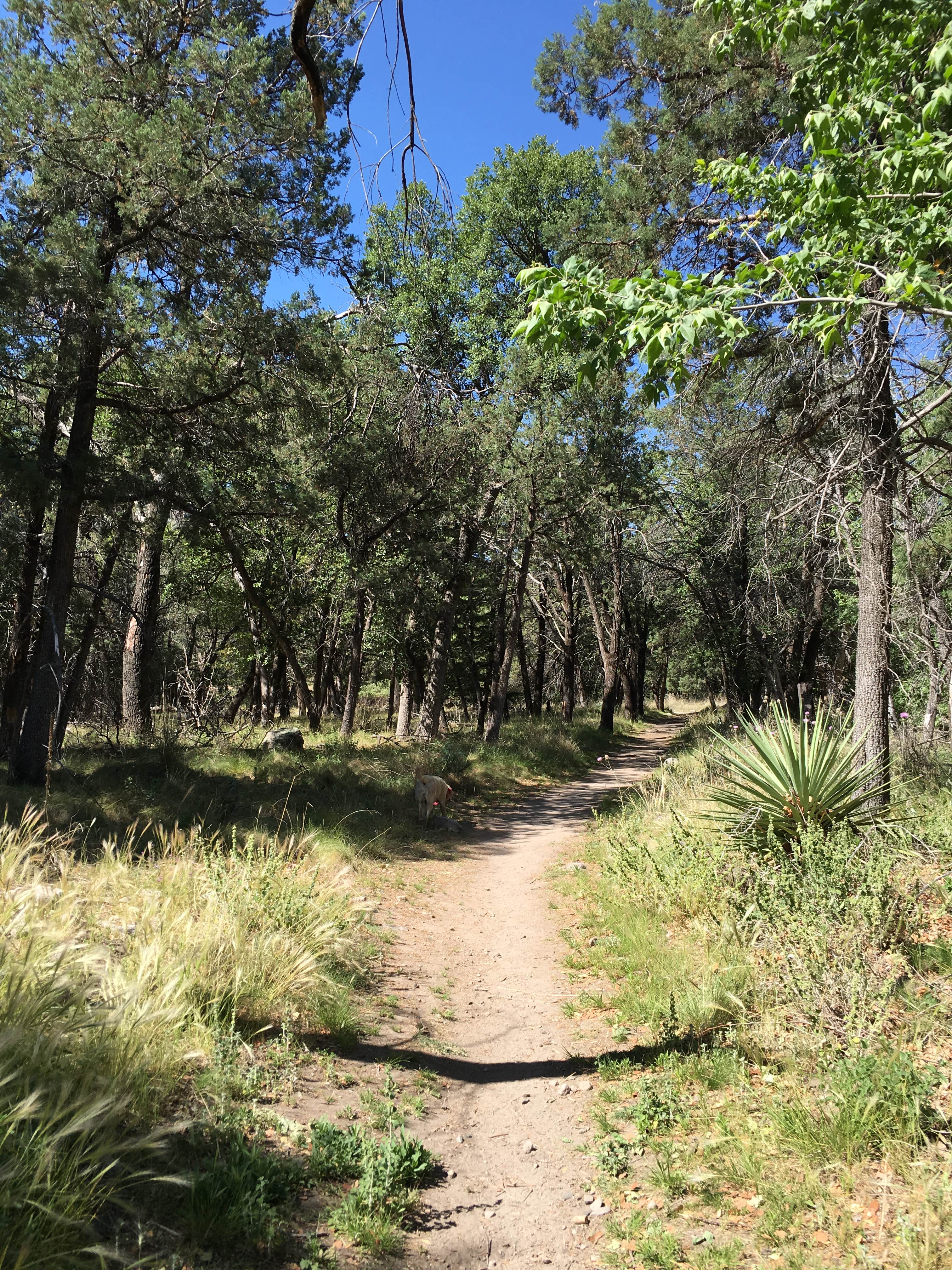 Camper submitted image from Bonita Canyon Campground — Chiricahua National Monument - 5