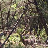 Review photo of Bonita Canyon Campground — Chiricahua National Monument by Deanna P., June 2, 2019