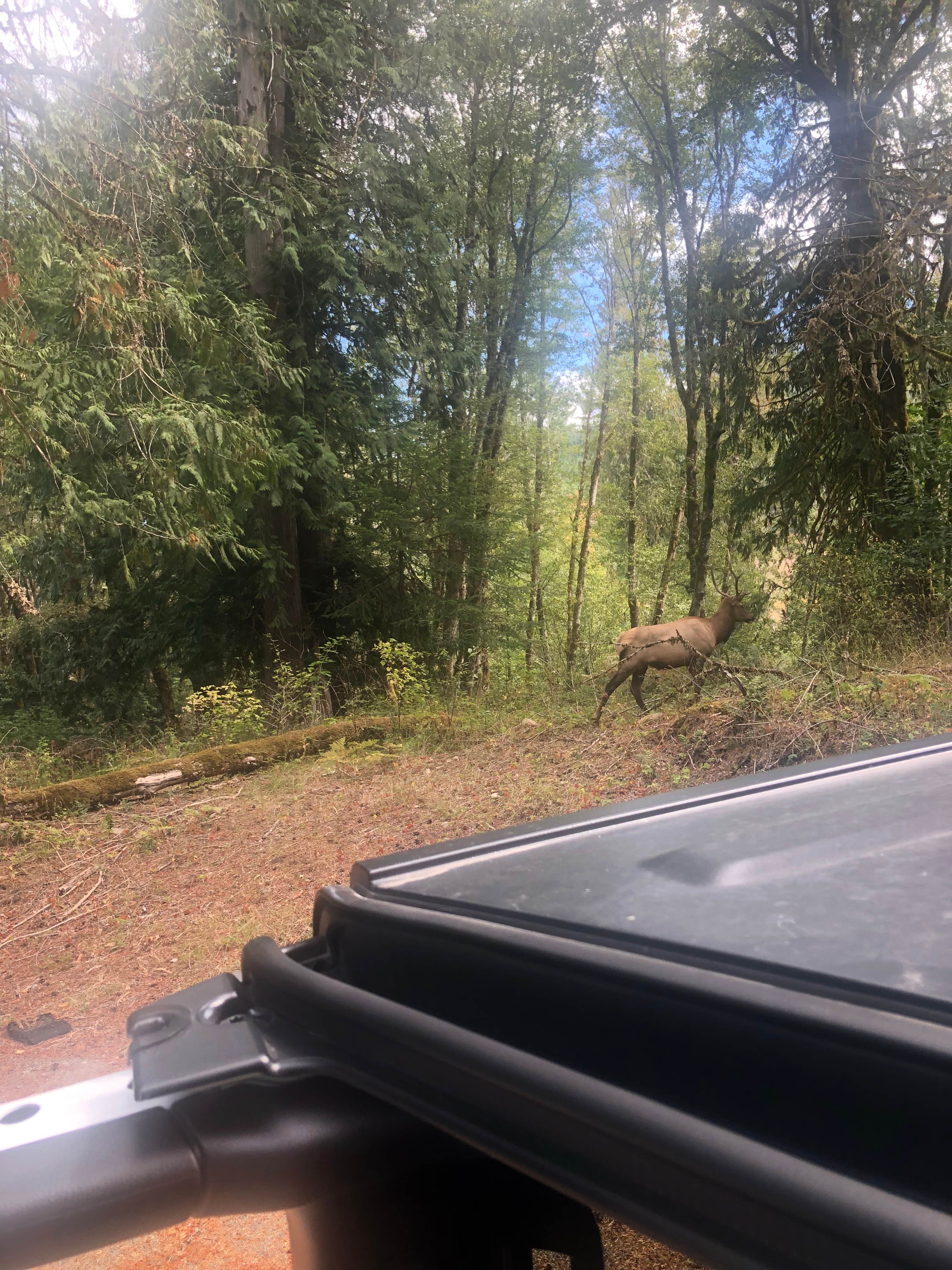 Camper submitted image from Packwood Lake - 4