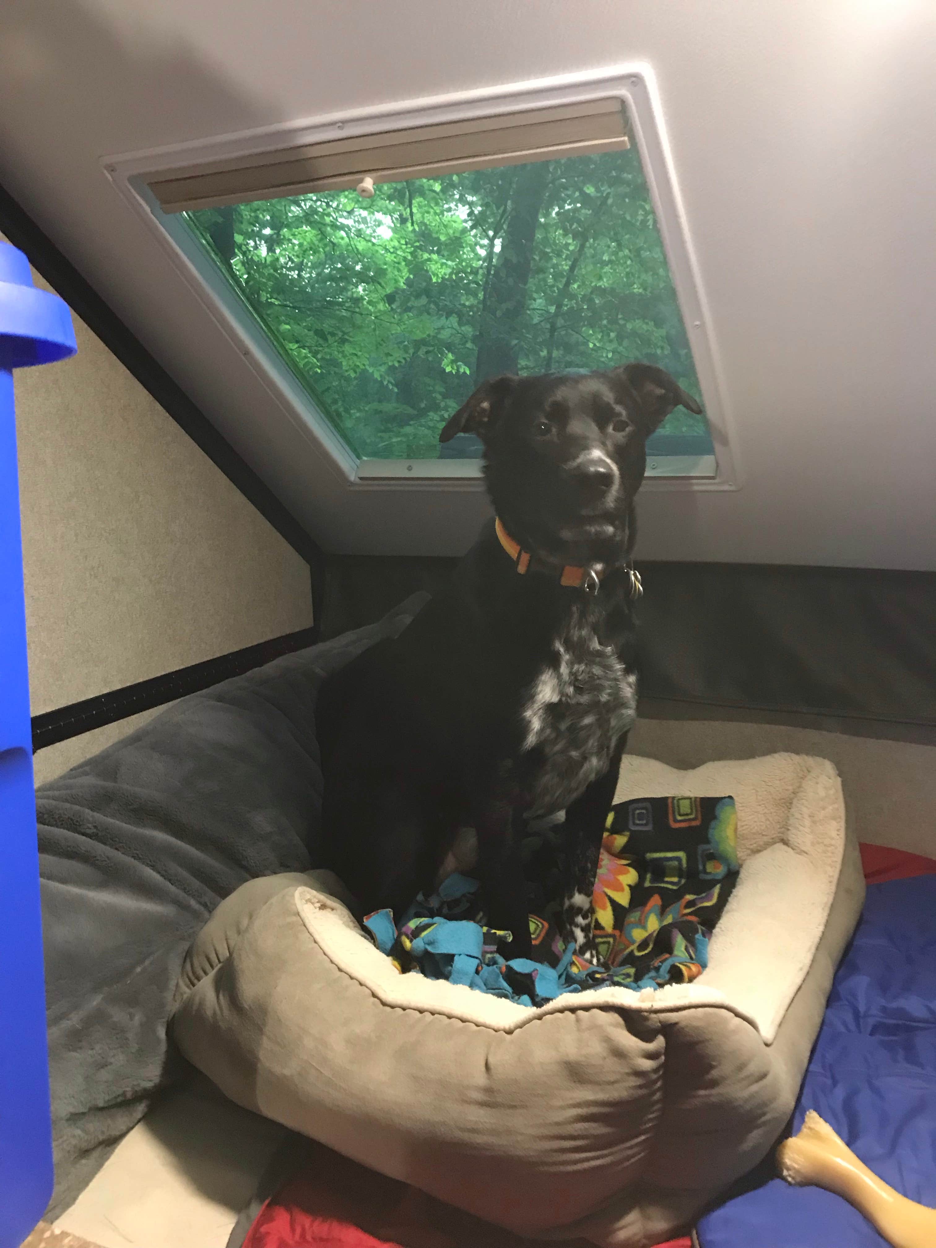 Shannon G.'s photo of camping with pets at Delaware State Park Campground near Marysville, OH