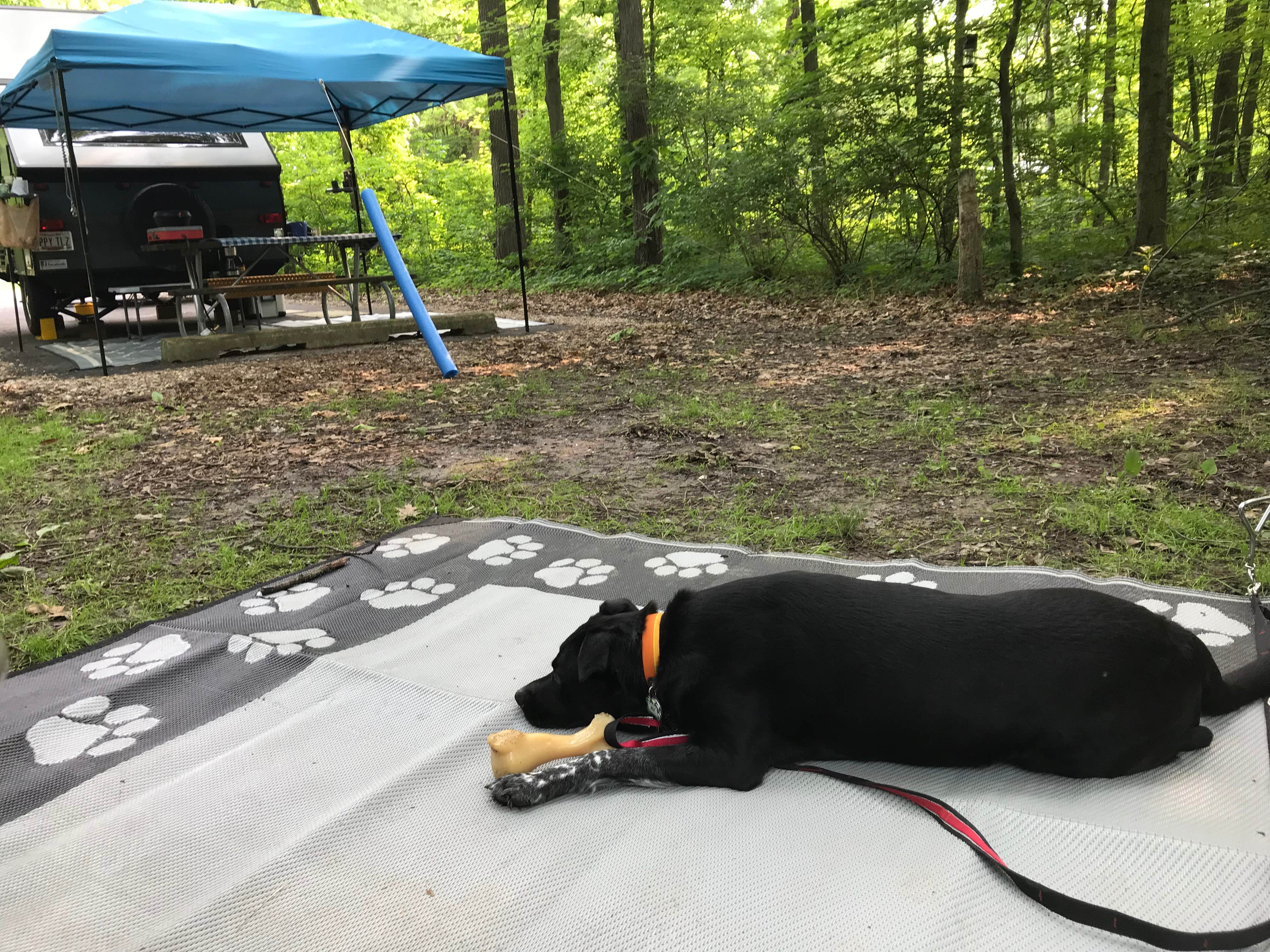 Shannon G.'s photo of camping with pets at Delaware State Park Campground near Zanesfield, OH