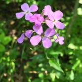 Review photo of Delaware State Park Campground by Shannon G., June 2, 2019