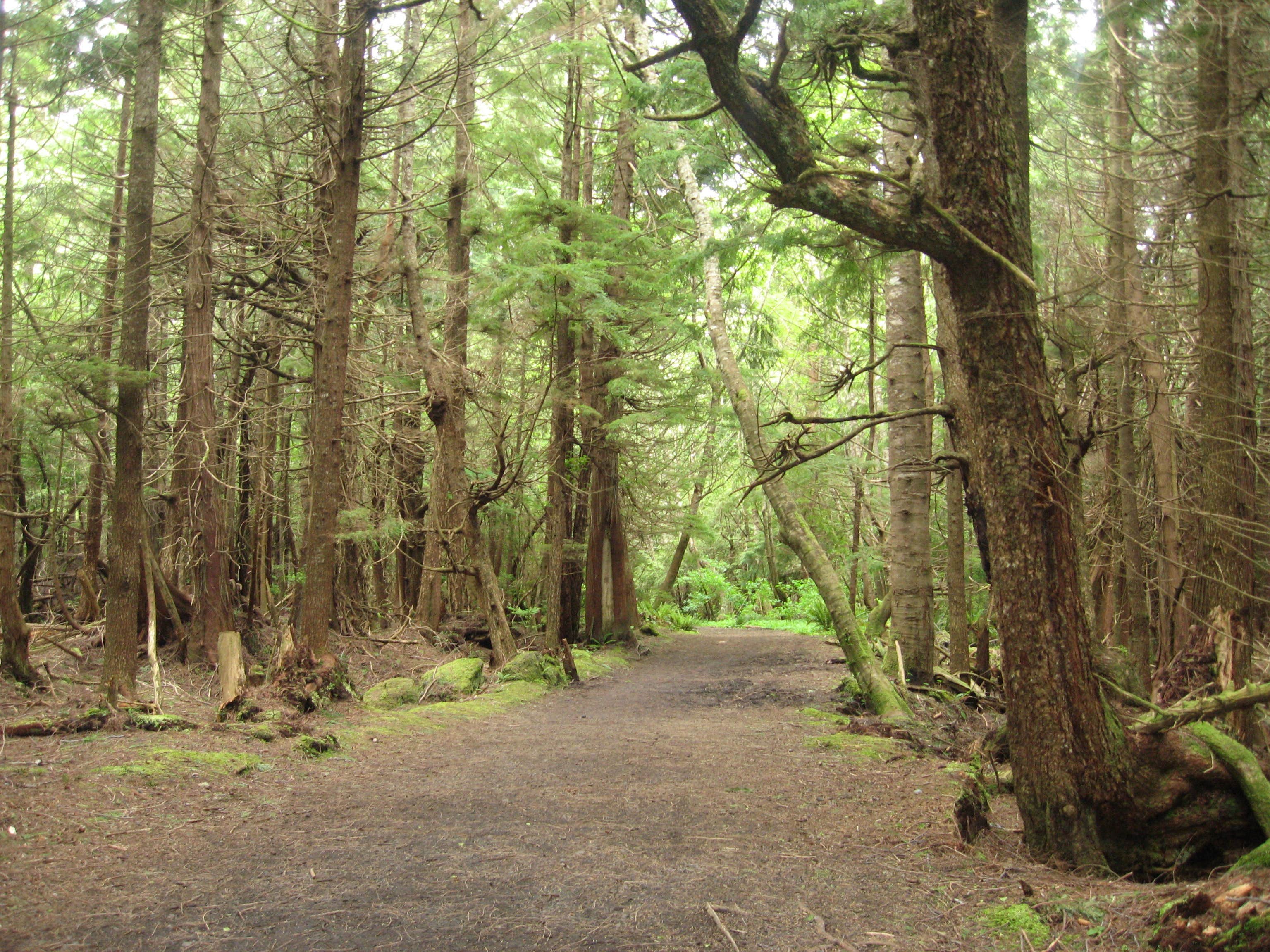 Camping near Last Chance Camp Equine and Rest Stop: Bogachiel State Park Campground, Forks, Washington