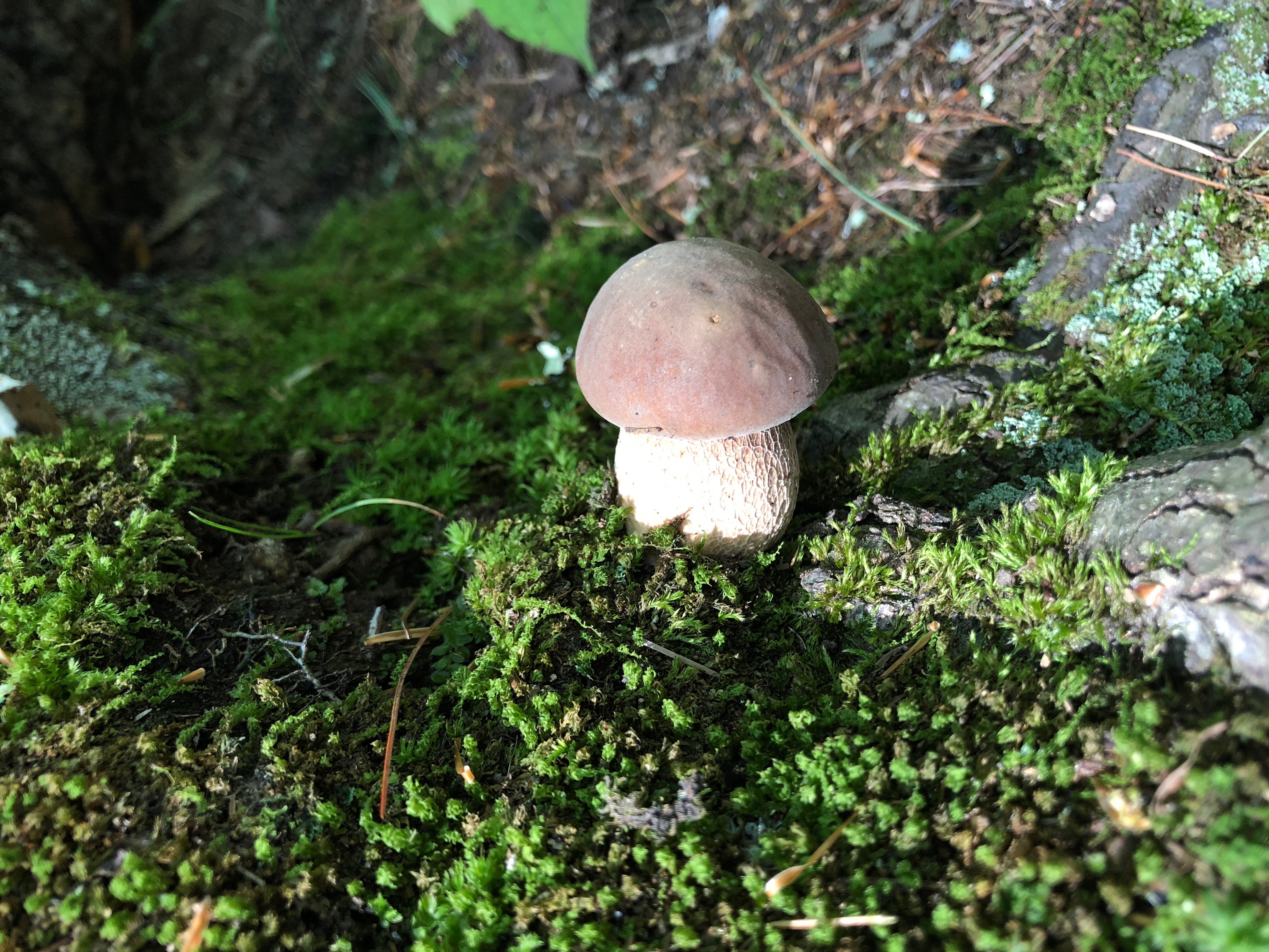 Lots of fun little fungi growing here