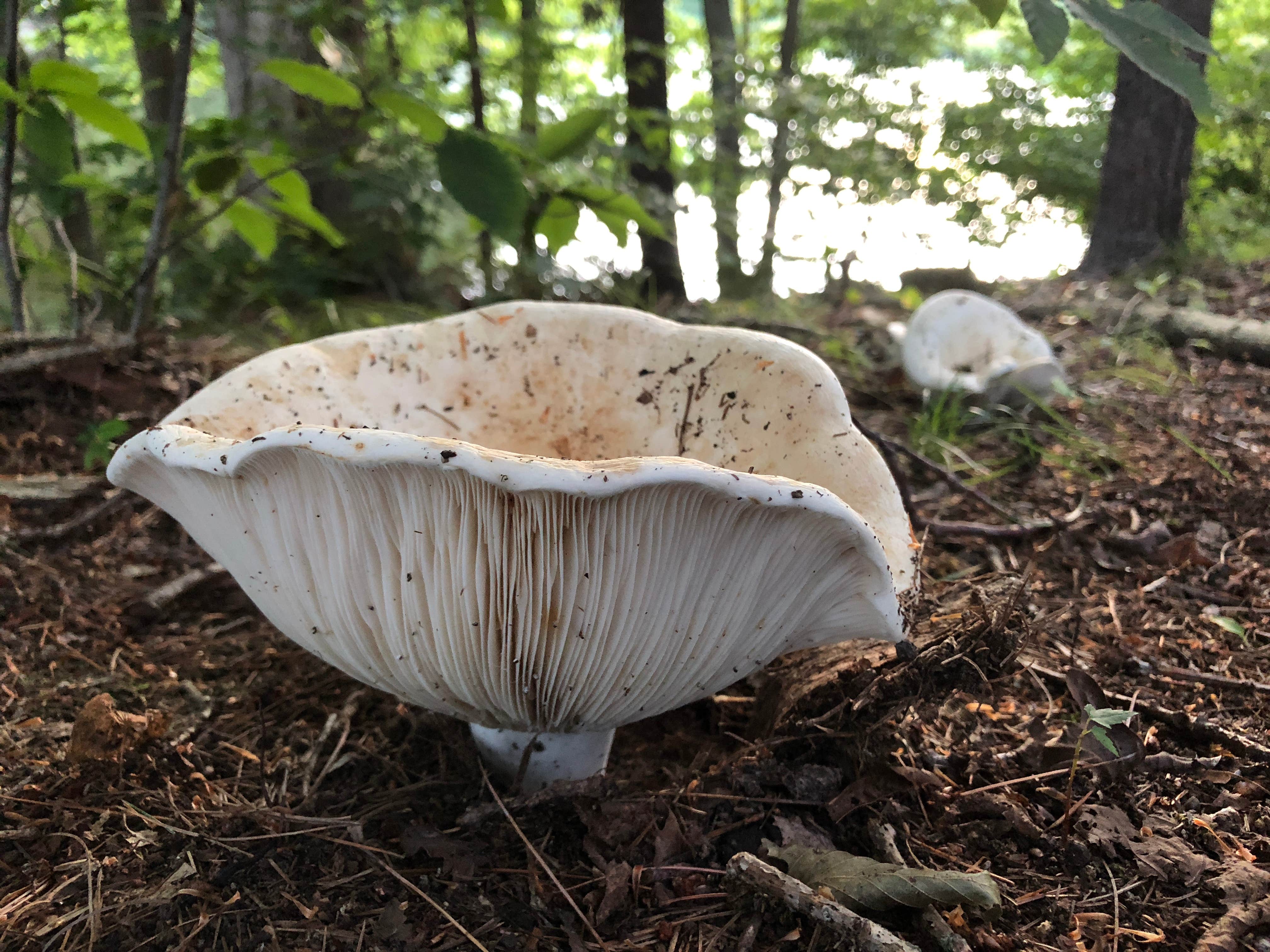 Camper-submitted photo at Sutton Falls Camping Area near Millville, MA