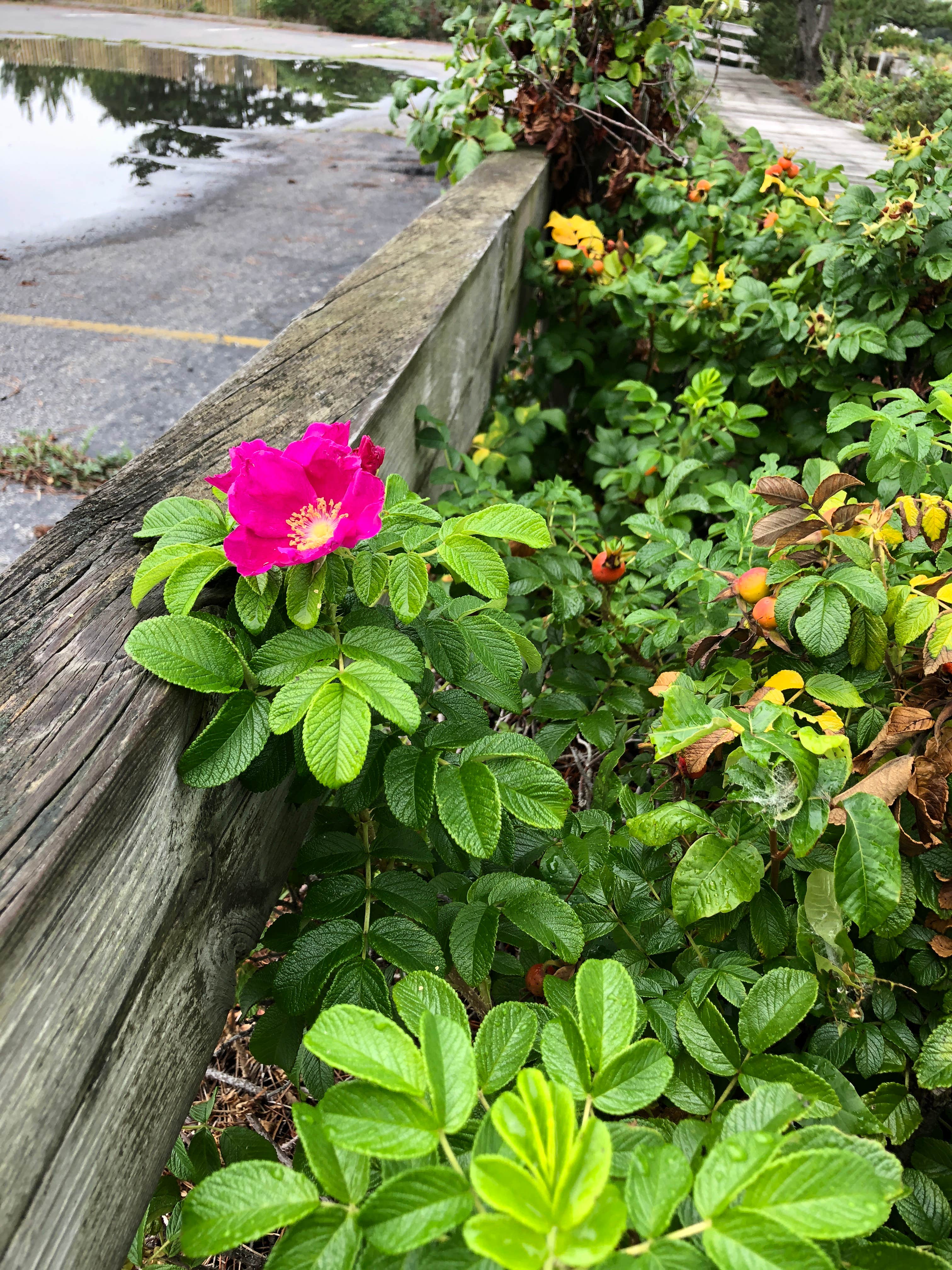 Camper-submitted photo at Salisbury Beach State Reservation near Methuen Town, MA