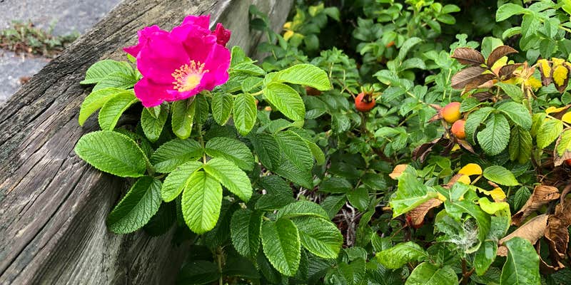 Camper submitted image from Salisbury Beach State Reservation