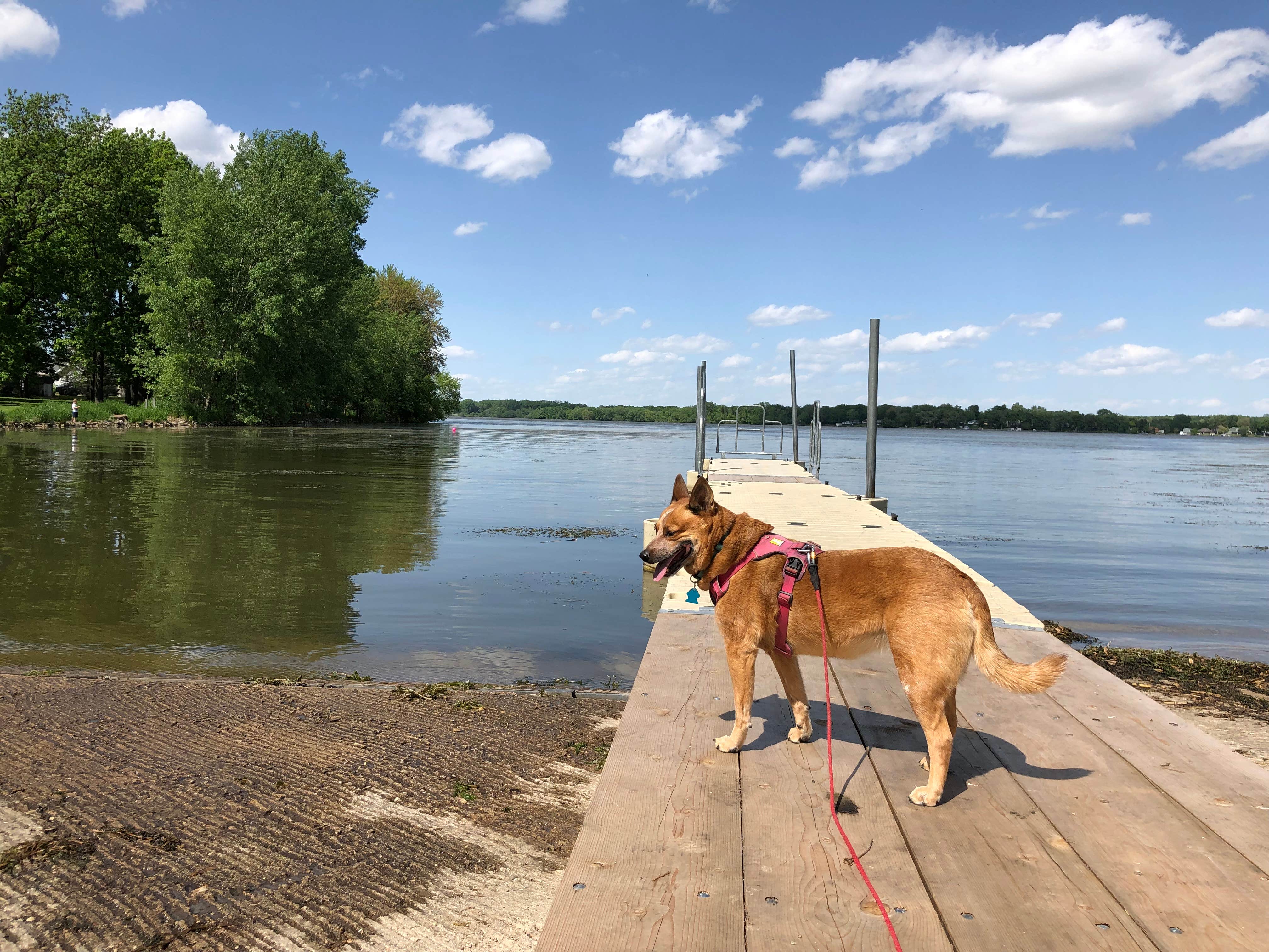 Art S.'s photo of camping with pets at Derge County Park near Waupun, WI
