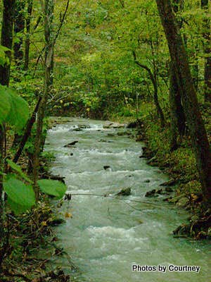 Camper-submitted photo at Camping Kings near St. Paul, AR
