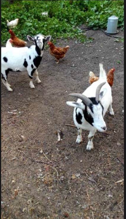 Cinda W.'s photo of camping with pets at Wilson's Solace Farm near Garretson, SD