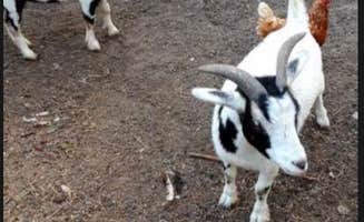 Cinda W.'s photo of camping with pets at Wilson's Solace Farm near Garretson, SD