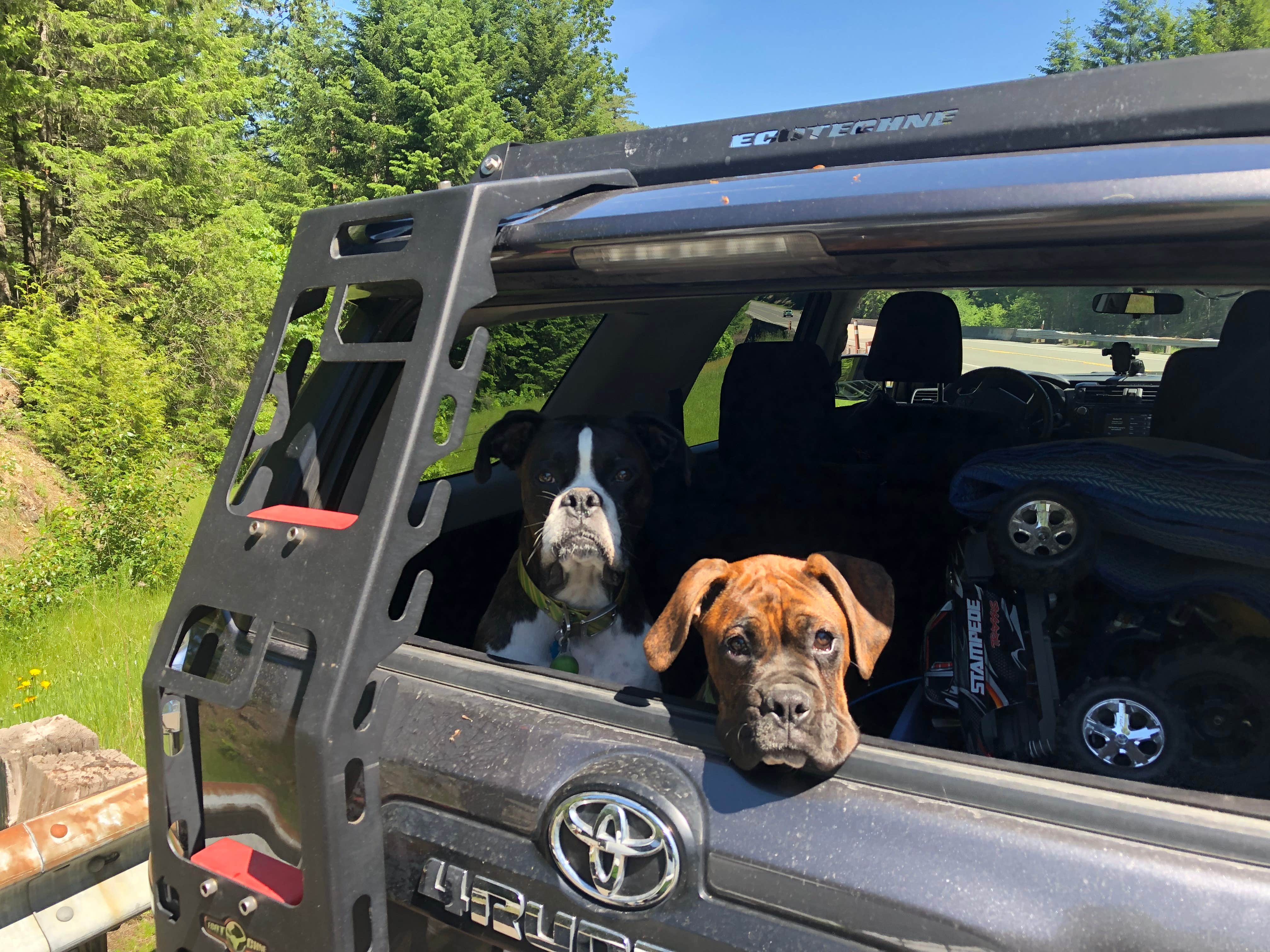 Jason P.'s photo of camping with pets at La Wis Wis Campground near Randle, WA