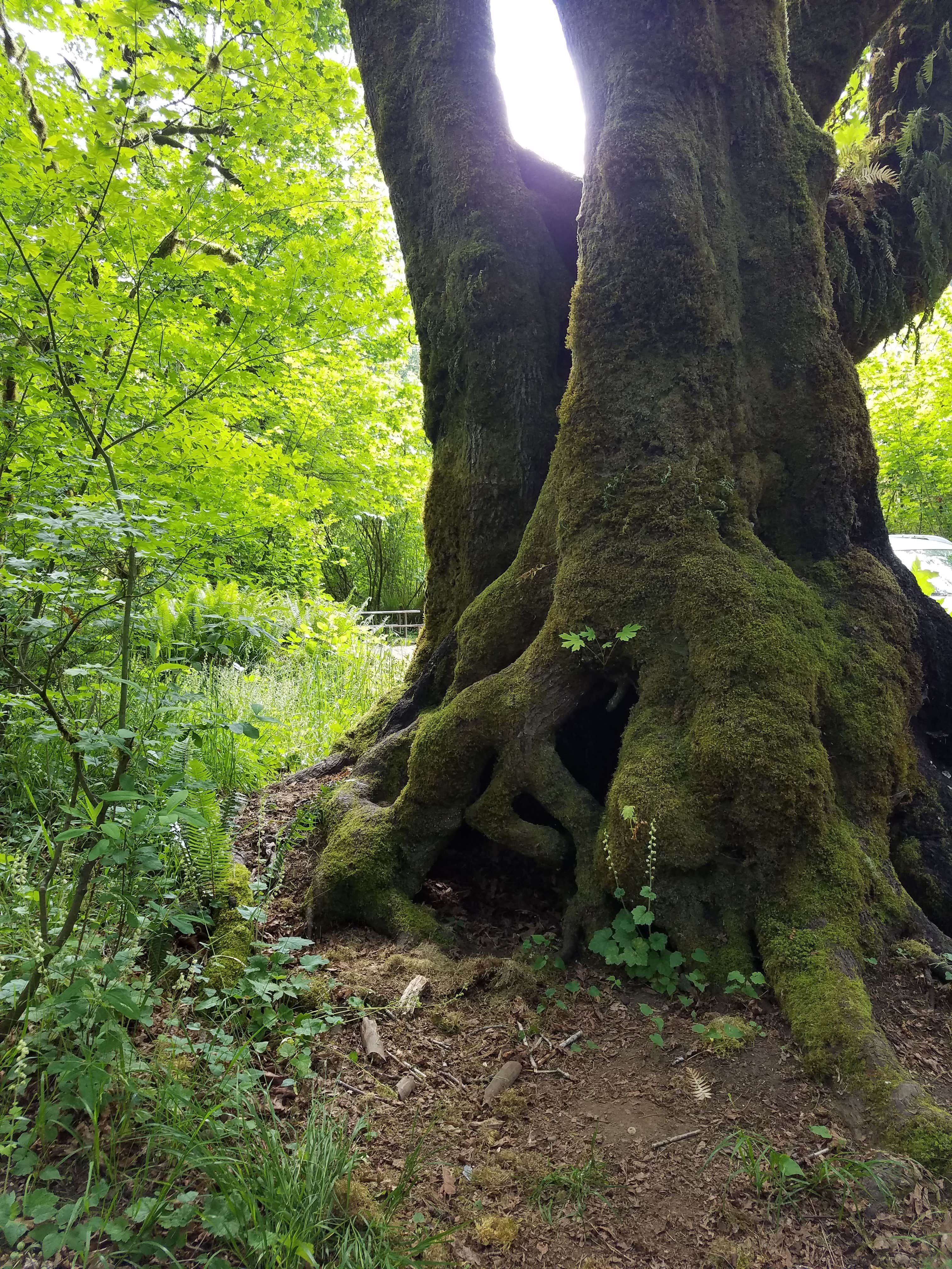 Camper-submitted photo at Schafer State Park Campground near Matlock, WA