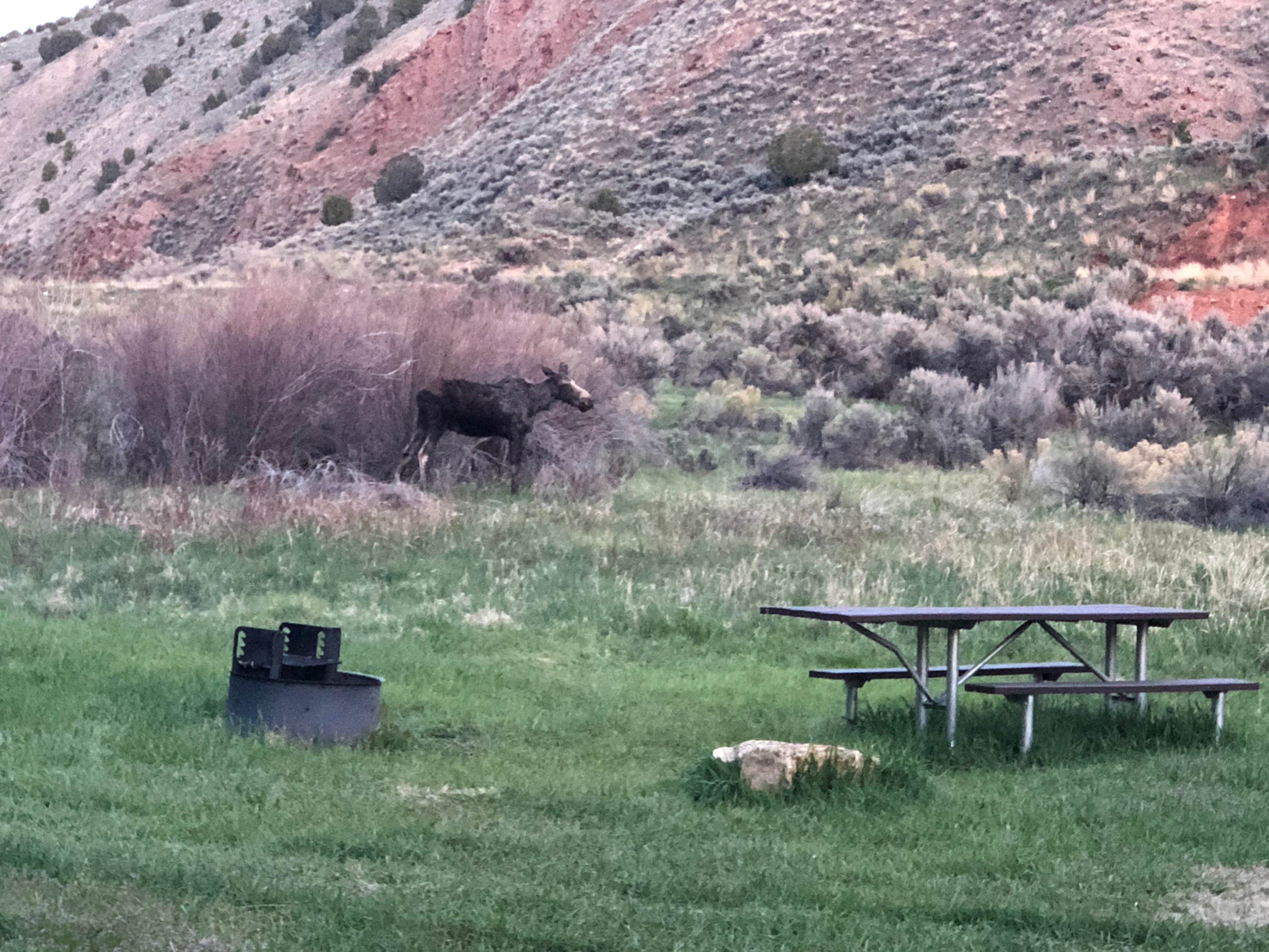 Camper submitted image from Carmel Campground - Ashley National Forest - 4