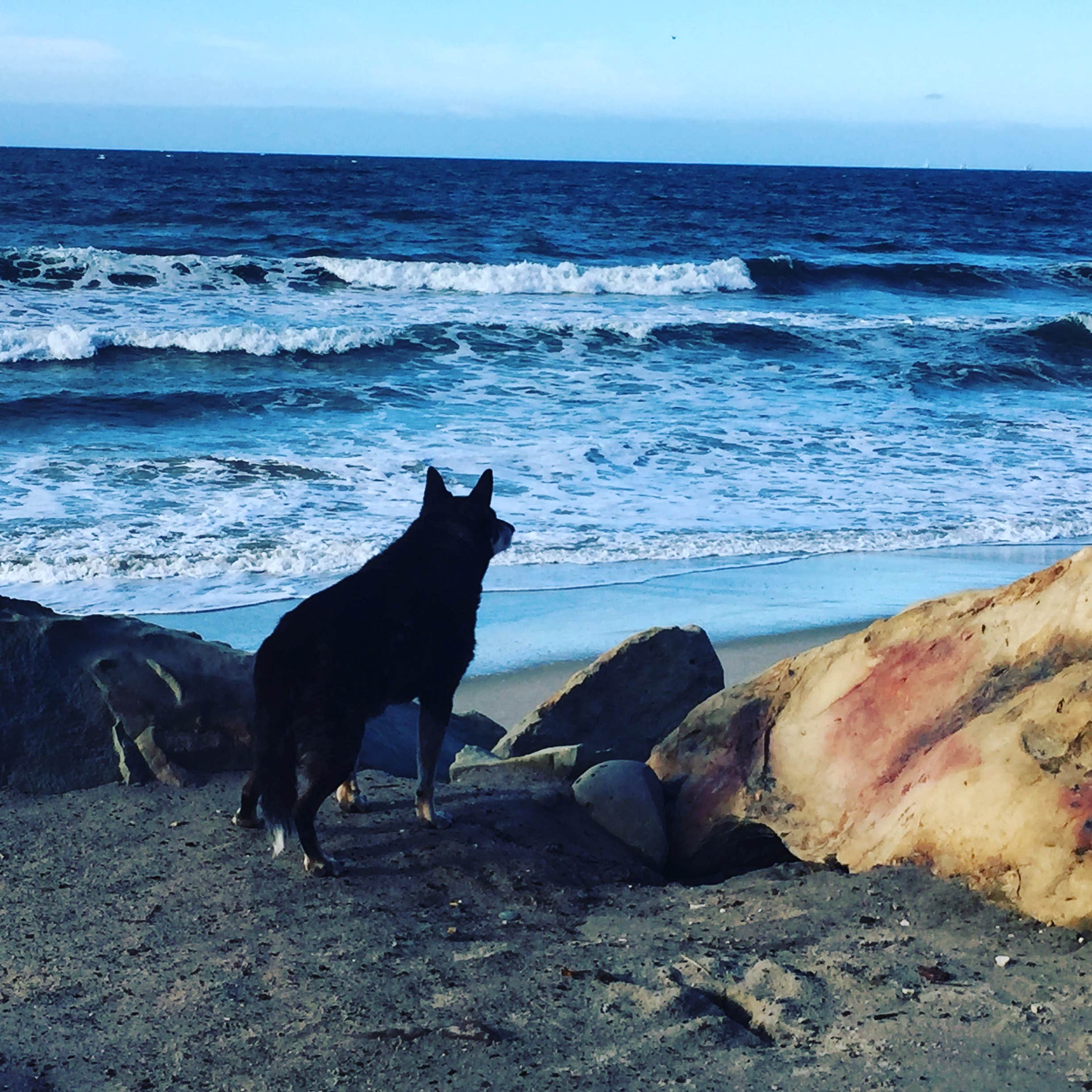 Steve L.'s photo of camping with pets at Rincon Parkway RV Overnight near Santa Barbara, CA